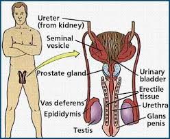 Ikonikus gyertyák a Prostatitis Véleményekről