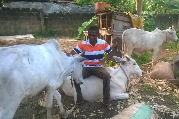 Benefits Of Rearing Animals(my Farm And I) - Agriculture - Nigeria