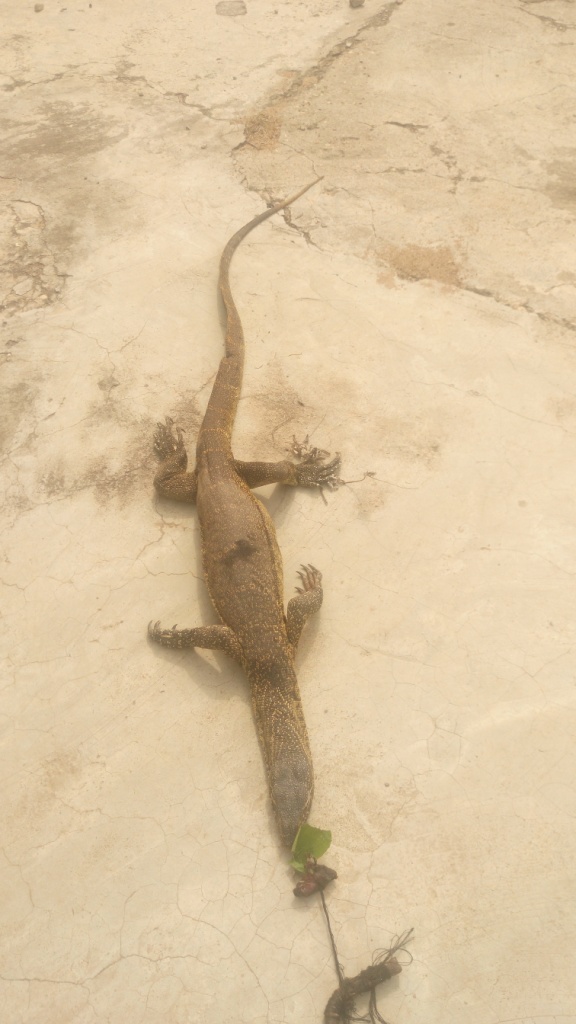 See The Monitor Lizard I Caught In My Farm - Nairaland / General