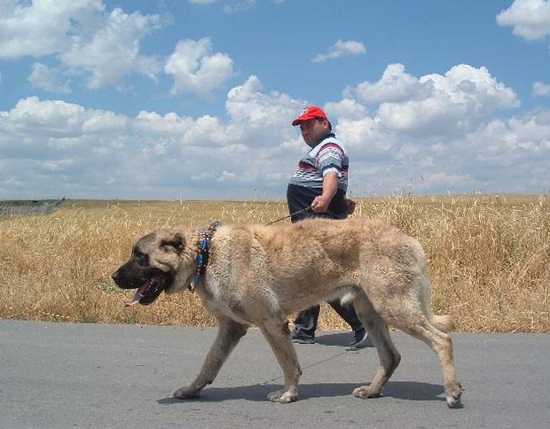 Kangal vs Wolf - which is more powerful?