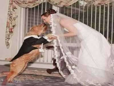 Dog a british marrying woman This Morning