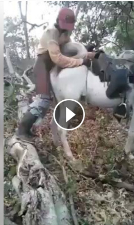 Man Has Sex With Horse Video