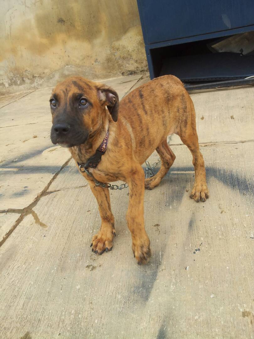 Three Months Old Female Boerboel Puppy For Sale Pets