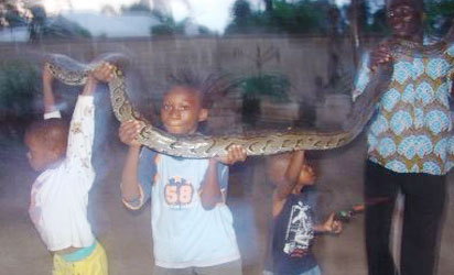 Snakes: How 3 African Countries Export Pythons With Nigeria’s Quota ...