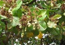 100 Acres Of Cashew Plantation Up For Sale - Agriculture - Nigeria