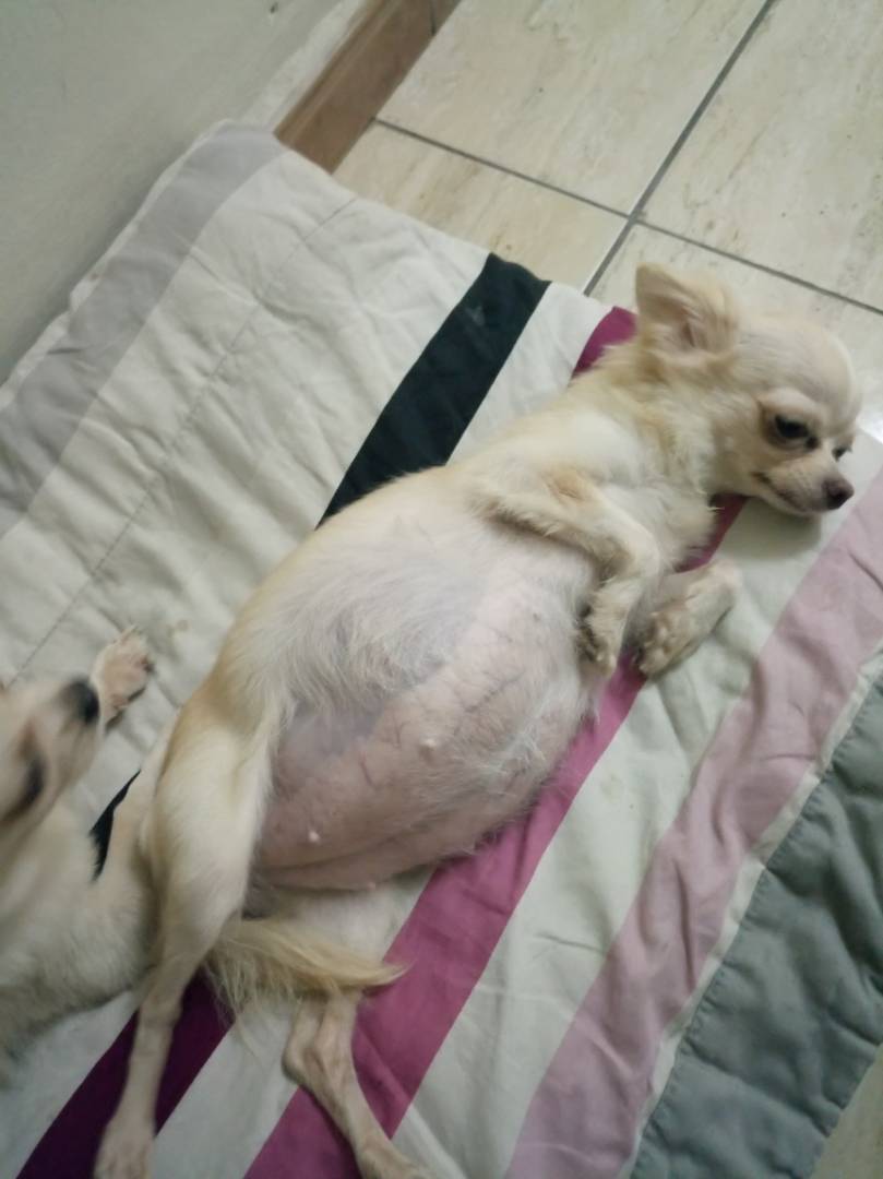 Pregnant Female Long Coat Chihuahua In Abuja (pics) Pets