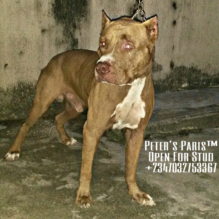 Solid Athletic MALE American Pit Bull Terrier Puppy