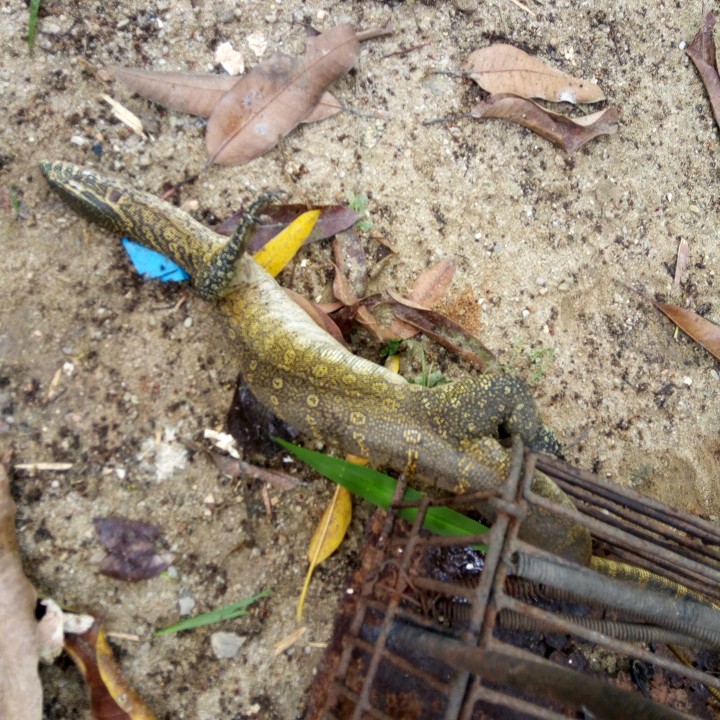 Big Monitor Lizard Got Trapped In My Backyard After Devouring 3