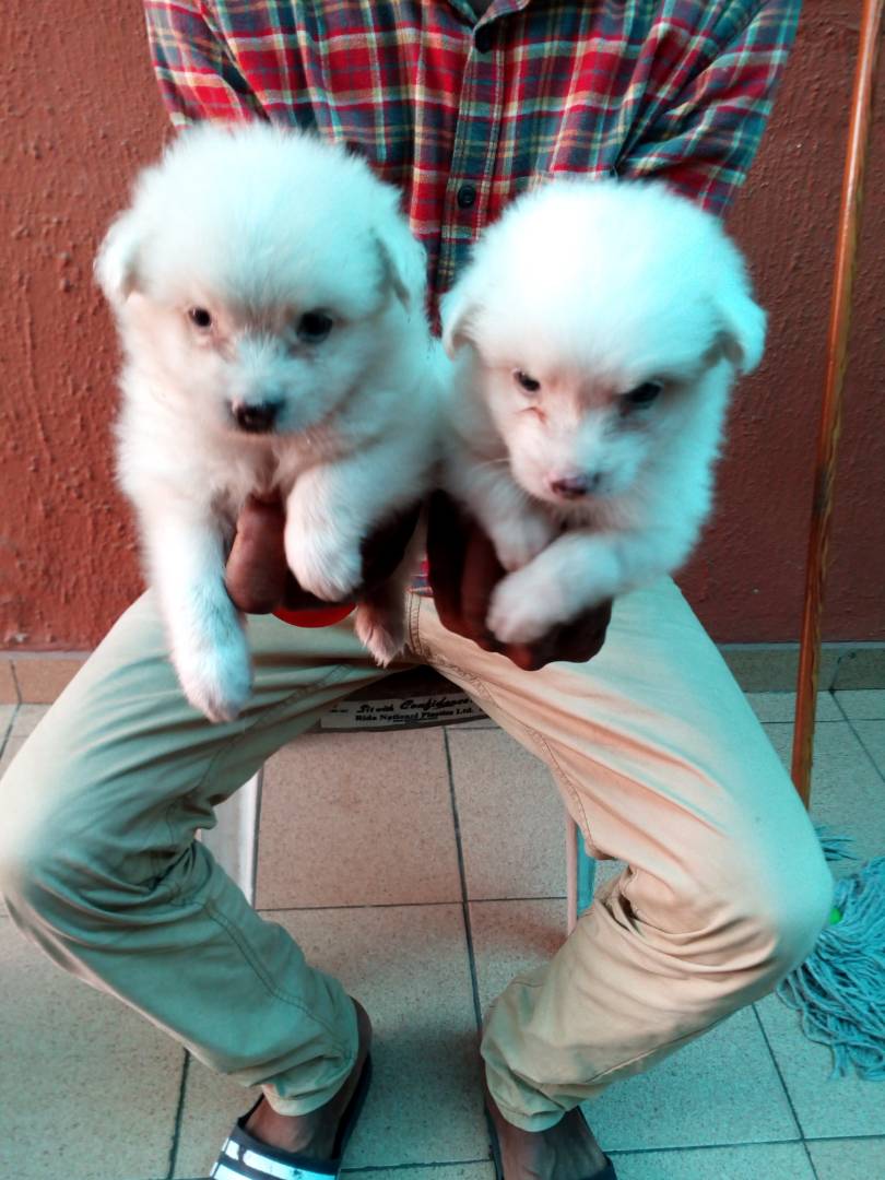Female Eskimo Pups For Sale Pets Nigeria