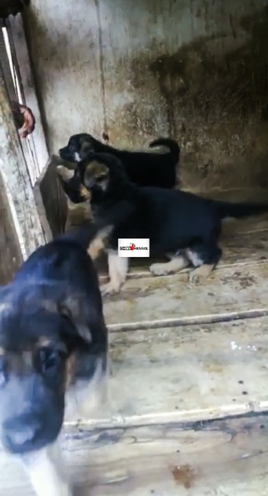 Slant Back German Shepherd Puppies - Agriculture - Nigeria