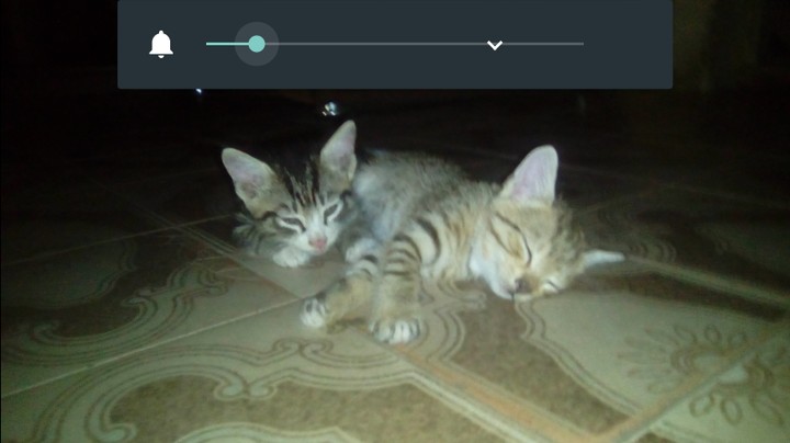 Kittens Available 2k Pets Nigeria