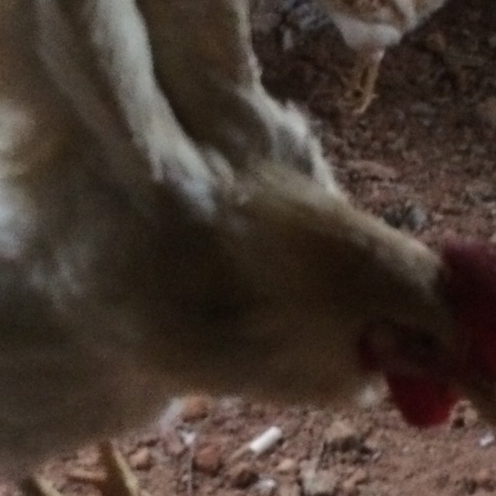 Matured Chickens For Sale Agriculture Nigeria