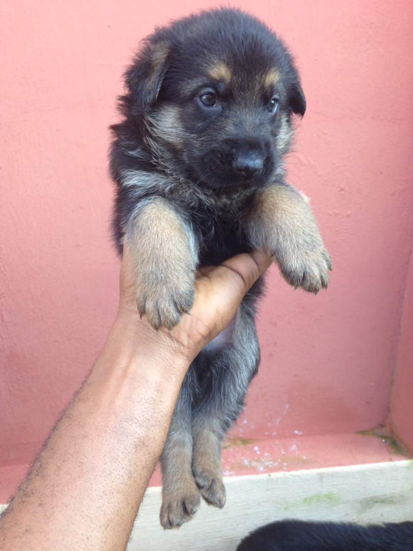 Germany Shepherd Puppy - Pets - Nigeria