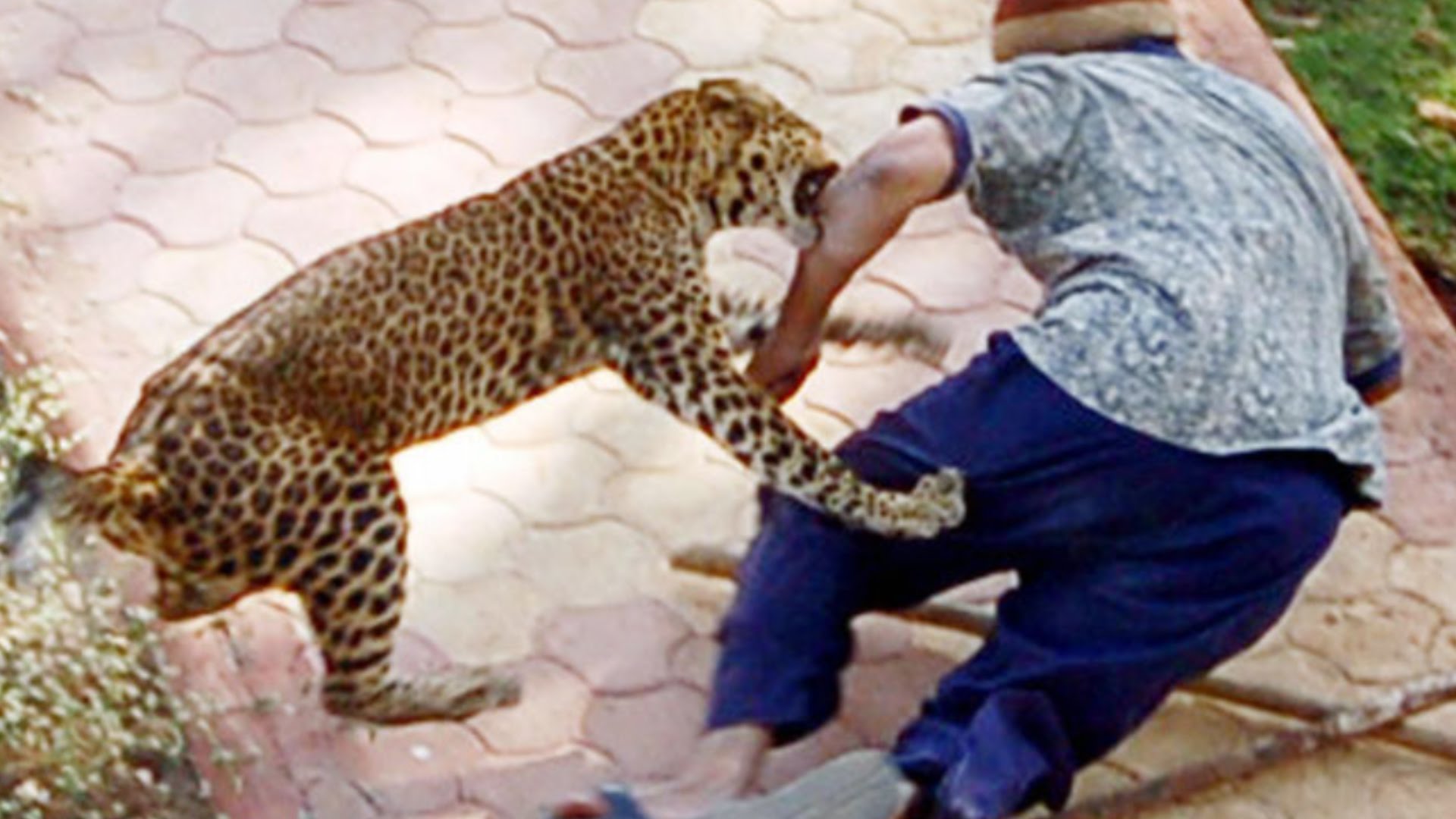 Опасное нападение. Ягуар нападает. Нападающий леопард. Животные нападают на людей. Нападения гепардов на людей.
