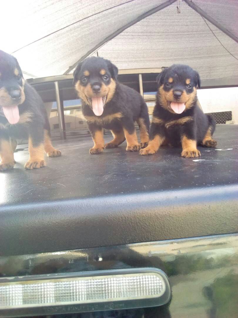 Pure Breed Rottweiler Puppies For Sale Pets Nigeria