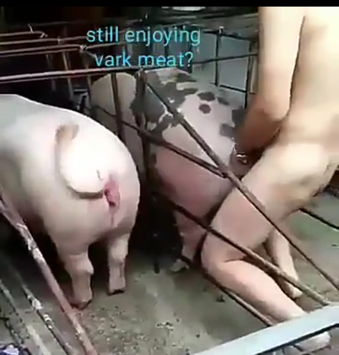 Two White Men Caught Having Sex With Pigs. 