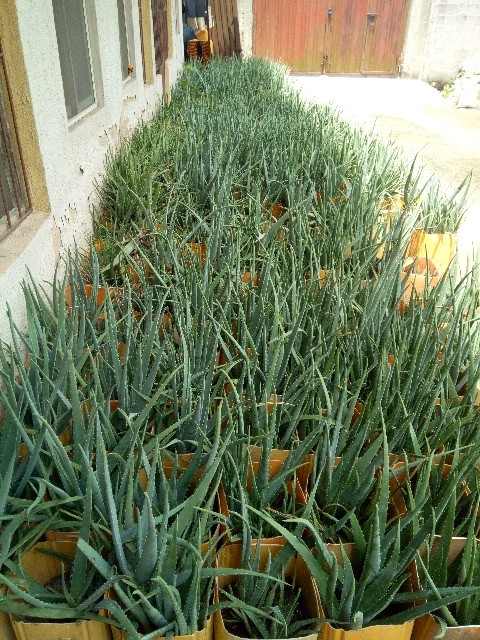 My Indoor Aloe Vera Farm Has Been A Success So Far Pictures