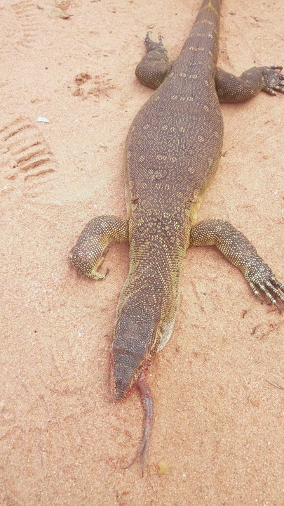 See The Strange Animal I Killed Today (photo) - Pets - Nigeria