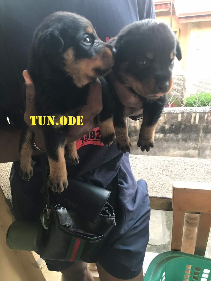 2 Rottweiler Puppies N70 000 Lagos Photos Included Pets Nigeria