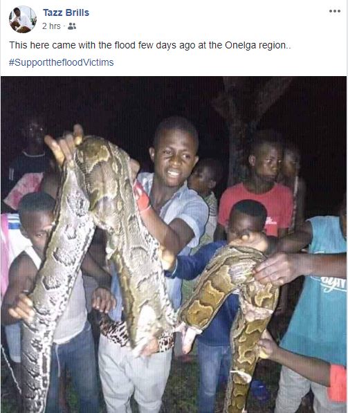 Rivers Flood: Huge Python Killed In Obagi Community In Onelga (Photos ...