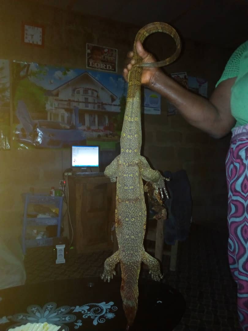 See The Huge Monitor Lizard My Friends Trap Caught At ...