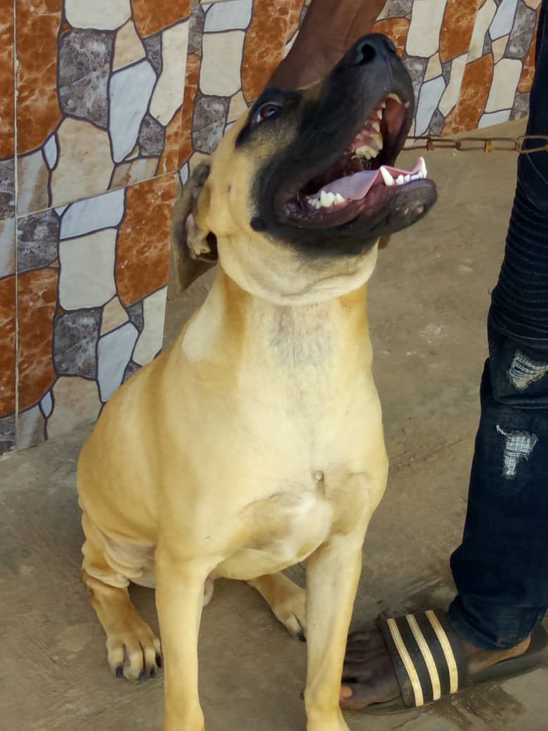 5 Months Old Male Boerboel Is Available - Pets - Nigeria
