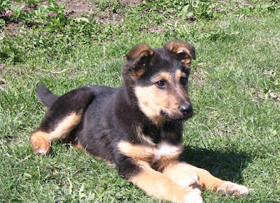 German Shepherd/beabull N Rottweiler Puppies (2 Months Old) For Sale ...