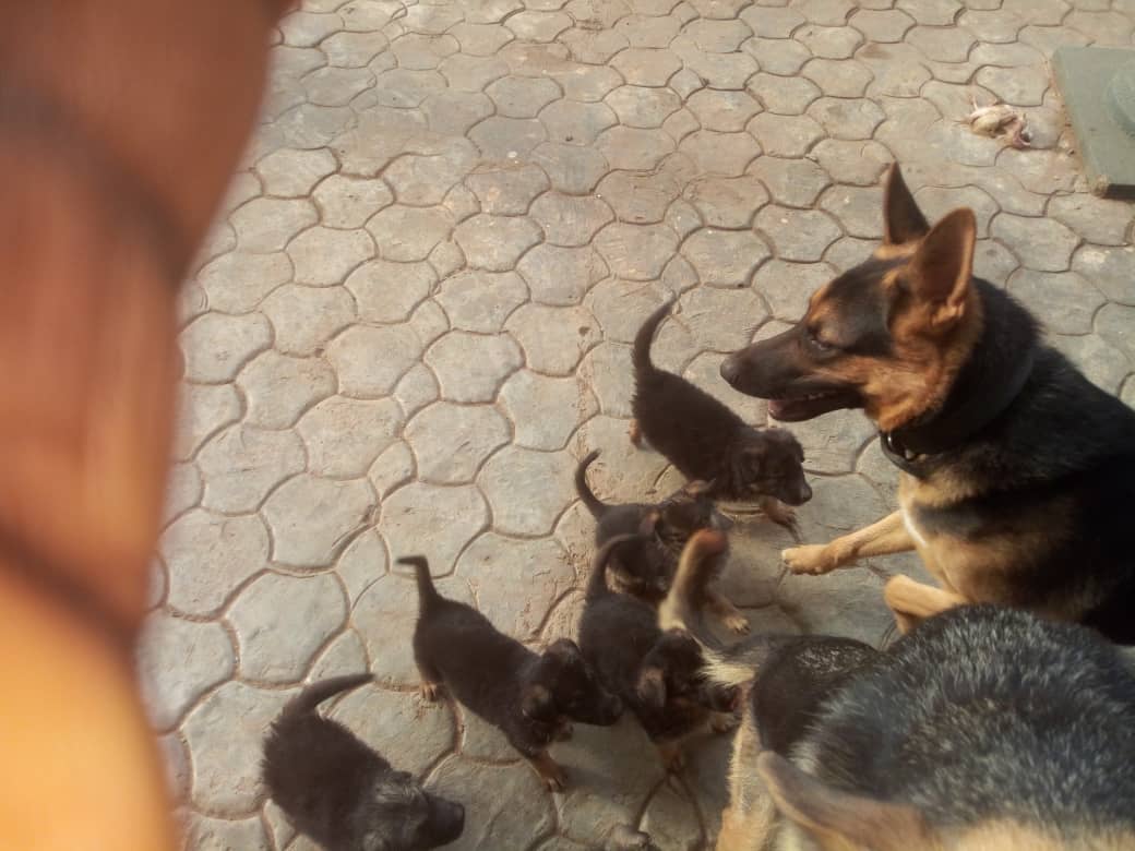 8 Weeks German Shepherds Puppies For Sale Pics Lagos Pets Nigeria