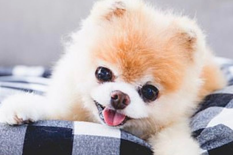 World's Cutest Dog Dies Of Heartbreak After Losing Best Friend