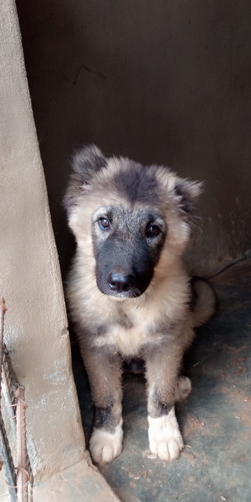 What Breed Of Dog Is This - Pets - Nigeria