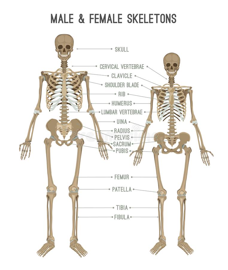 Image result for difference between male and female skeleton
