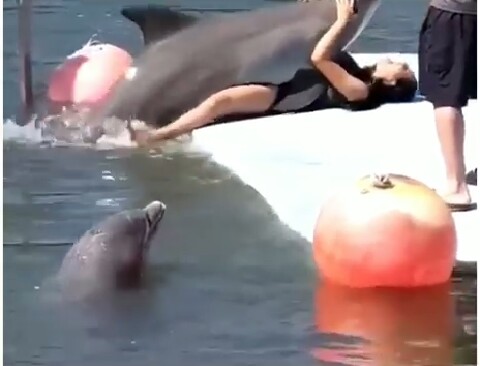 Dolphin Caught On Camera Trying To Have Sex With An Oyinbo Lady (Photos) - ...