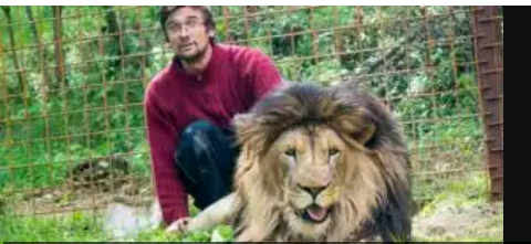 Man Killed By Lion He Kept As Pet - Pets 8928558_screenshot20190305224914_png0e0829f4a78f42a8f1d34858d9b964db