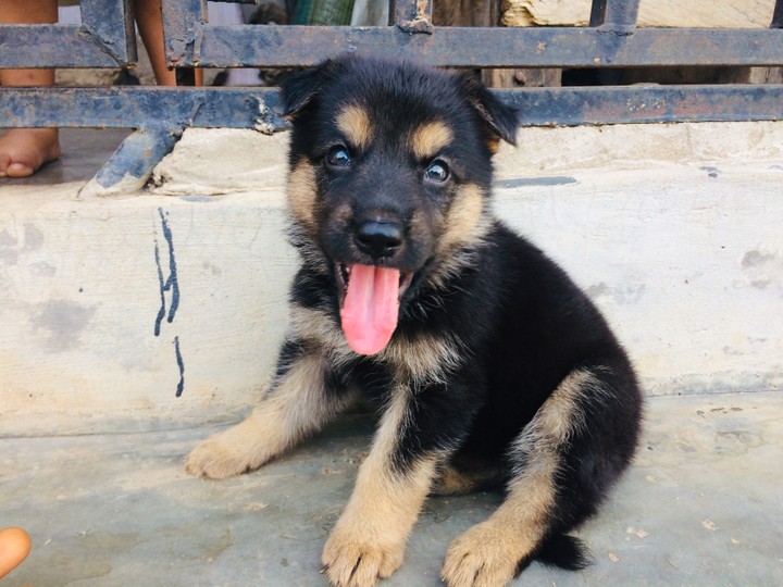 Gallant Female GSD Is available - Pets - Nigeria
