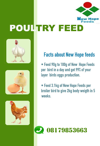Use 90g To 100g Of New Hope Feeds And Get 99% Of Your Eggs Production -  Agriculture - Nigeria