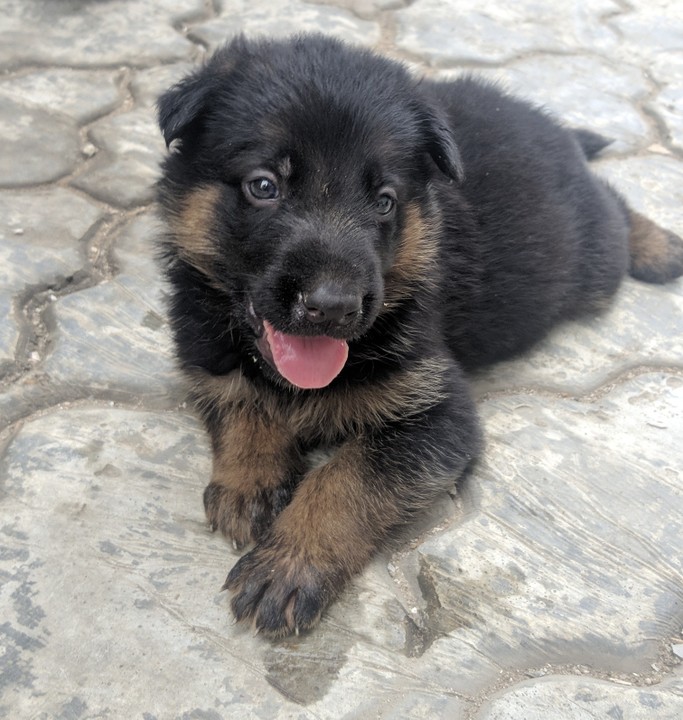 Quality GSD Puppies For Sale - Pets - Nigeria