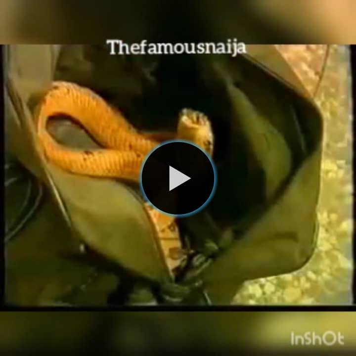 Snake in vagina