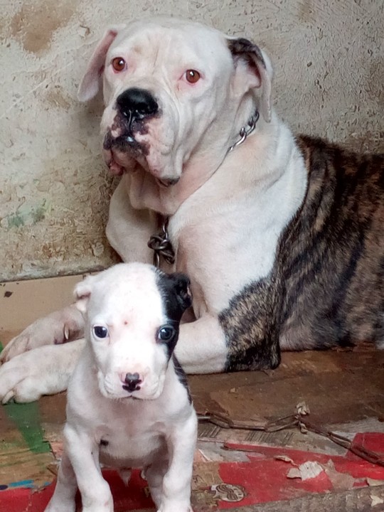 American Bulldog Puppies Available in ph Pets Nigeria